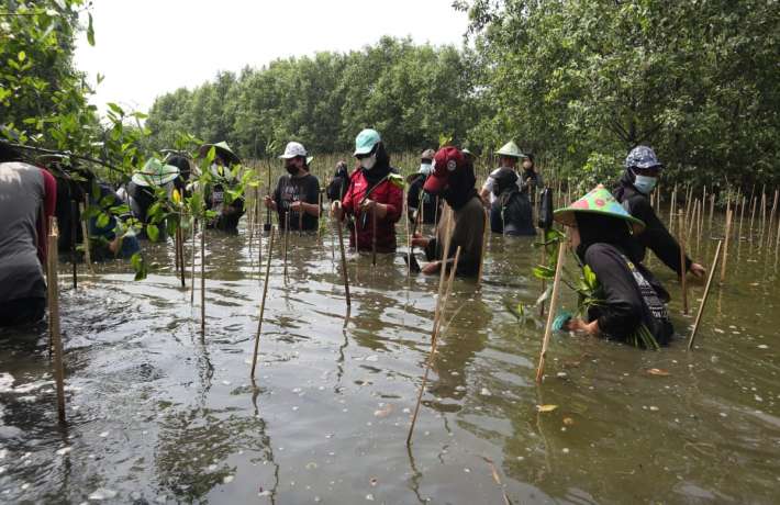 Genbi Tegal Peduli Lingkungan : Tanam Mangrove Upaya Terdepan