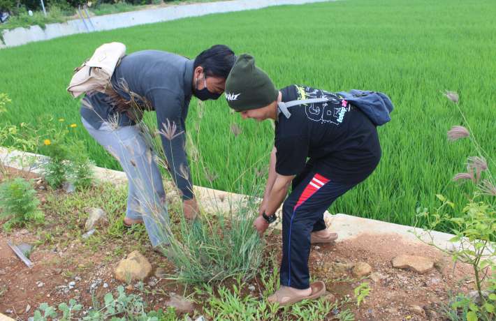 Monitoring Trembesi